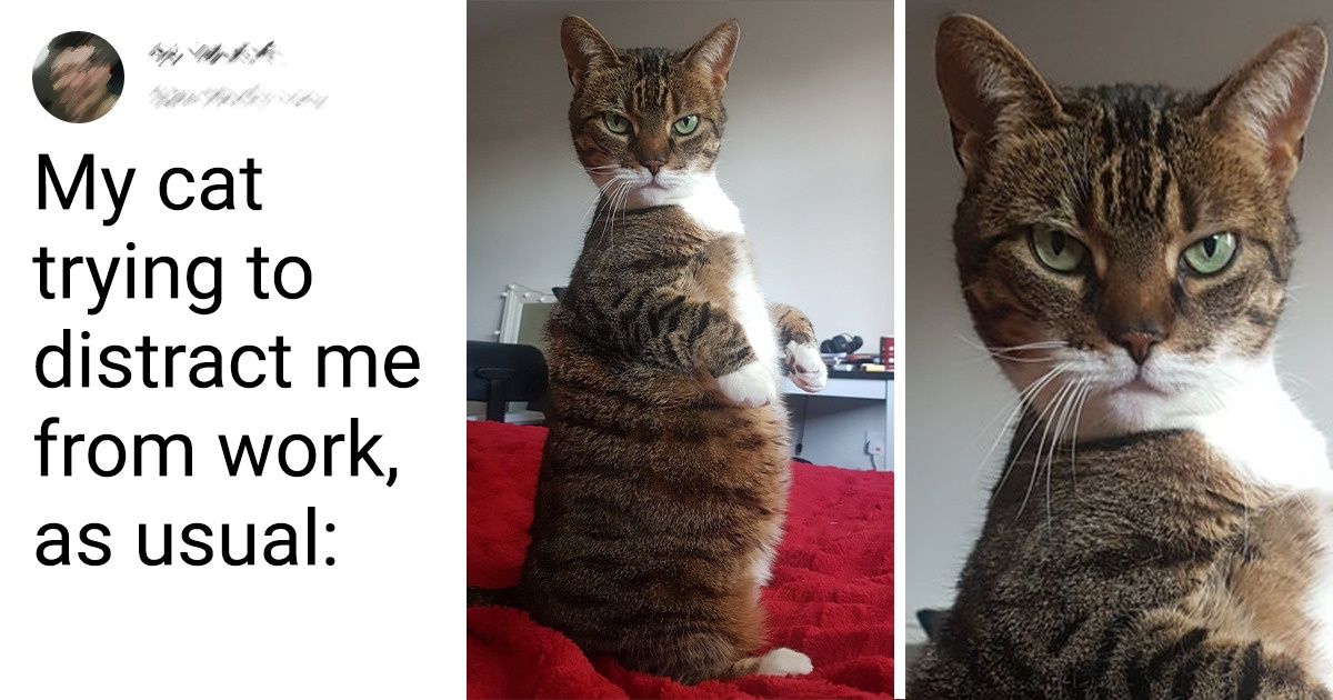 17 Pics That Honestly Show What Life Is Like When You Get Yourself a Cat or 2 17 Pics That Honestly Show What Life Is Like When You Get Yourself a Cat or 2