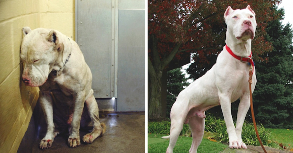 Before-And-After Photos of Rescued Animals That Will Put a Smile on Your Face