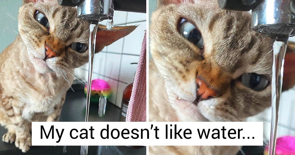 18 Pet Pics That Can Deliver the Joy Boost We All Need Right Now