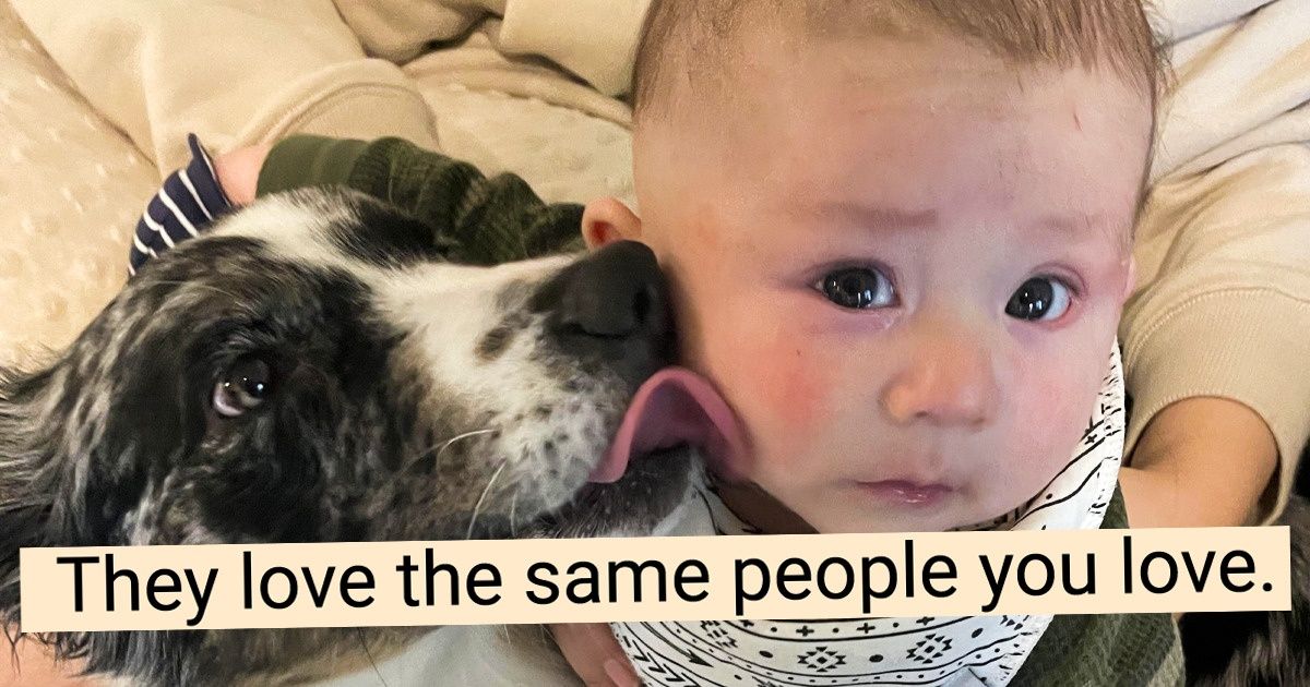 10 Things Dogs Might Know Even Before We Do That Prove Underestimating Them Is a Huge Mistake 10 Things Dogs Might Know Even Before We Do That Prove Underestimating Them Is a Huge Mistake