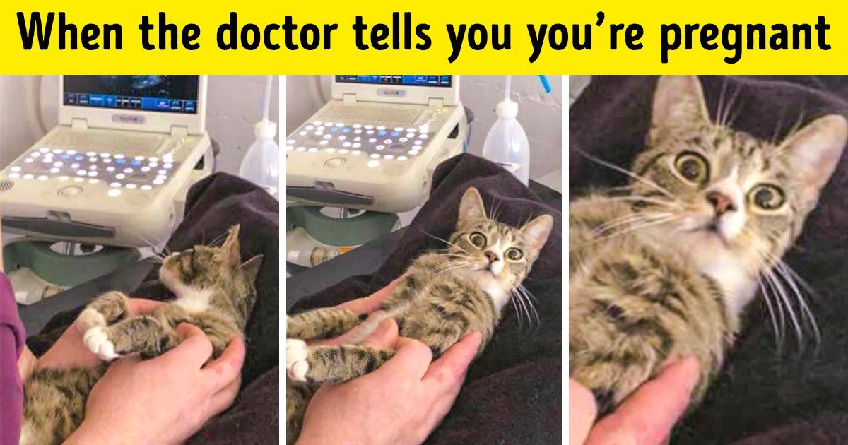 22 Hilarious Times Animals Were Caught Behind the Scenes of Their Carefree Pet Life 22 Hilarious Times Animals Were Caught Behind the Scenes of Their Carefree Pet Life