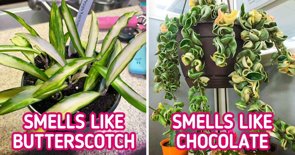 6 Houseplants That Can Make Every Room in Your Home Smell Nice 6 Houseplants That Can Make Every Room in Your Home Smell Nice