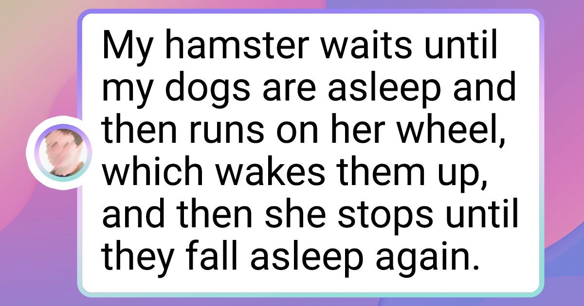 15+ Reddit Users Share the Drama Going on Between Their Pets, and It’s Hilarious 15+ Reddit Users Share the Drama Going on Between Their Pets, and It’s Hilarious