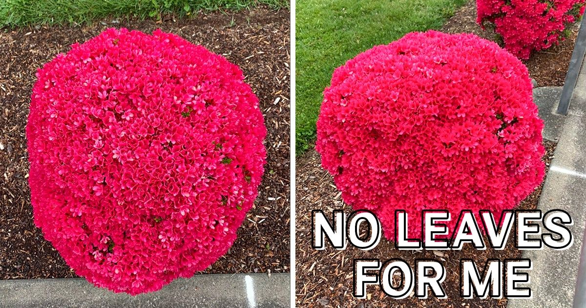 People Share Pics of Their Gardens in Bloom, and We Can Almost Sense That Magical Scent
