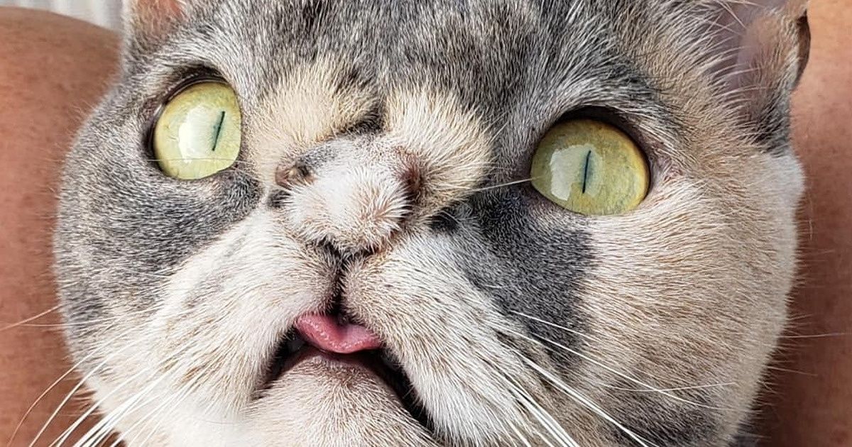 The Story of a Special Cat That Reminds Us: True Love Has No Beauty Standards The Story of a Special Cat That Reminds Us: True Love Has No Beauty Standards
