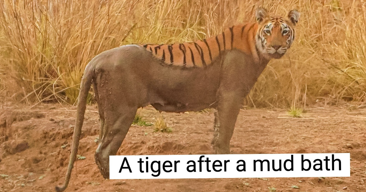 10+ Photos That Prove Sometimes Even Completely Ordinary Things Can Baffle Us