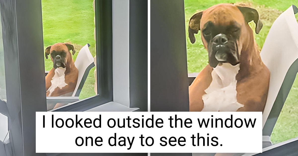 17 Animals Who Can Make You Laugh Even If You’ve Had a Bad Day