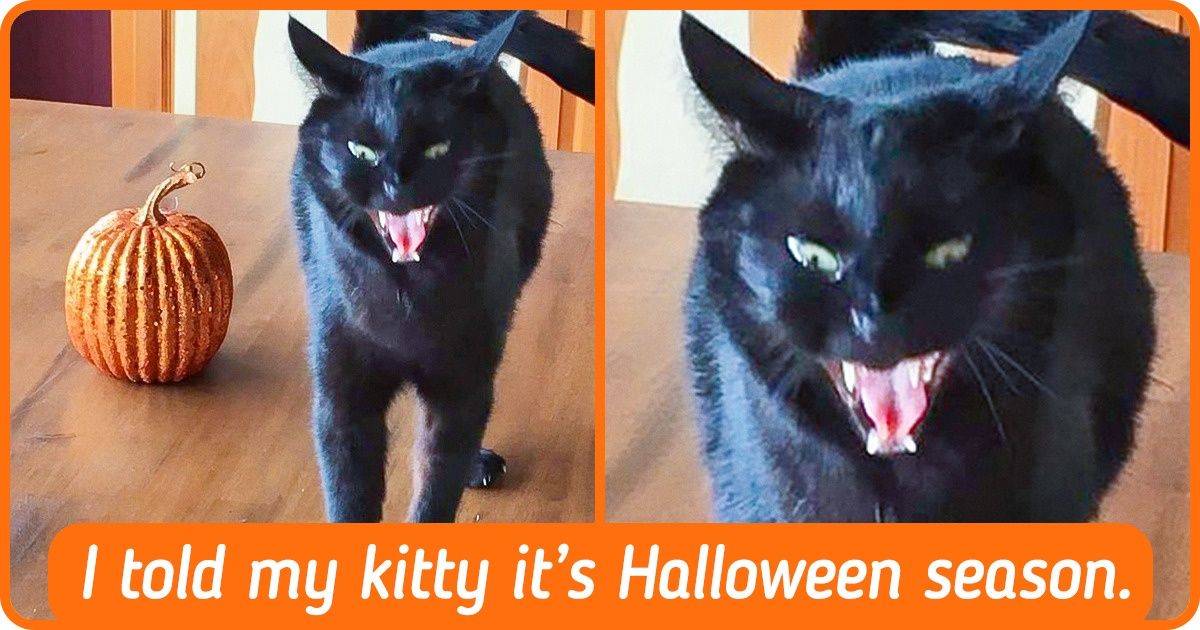 20 Fluffy Fellas Who Got Totally Possessed by the Halloween Spirit