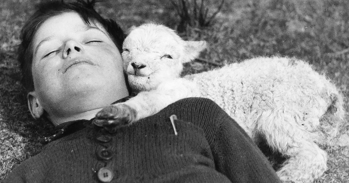 24 Stirring Photos That Prove Animals Are Our Best Friends Ever