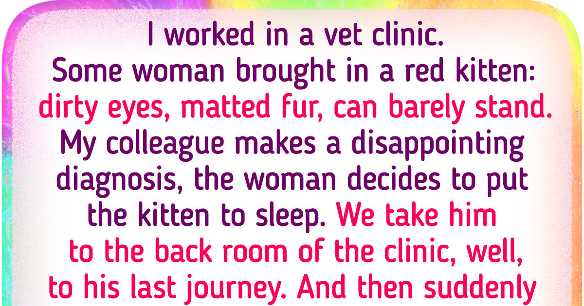 A Kitten Got Another Chance After Its Owner Left It in a Vet Clinic A Kitten Got Another Chance After Its Owner Left It in a Vet Clinic