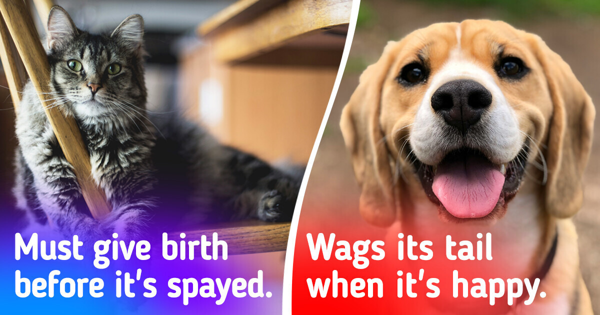 9 Common Myths About Pets That We Continue to Believe In 9 Common Myths About Pets That We Continue to Believe In