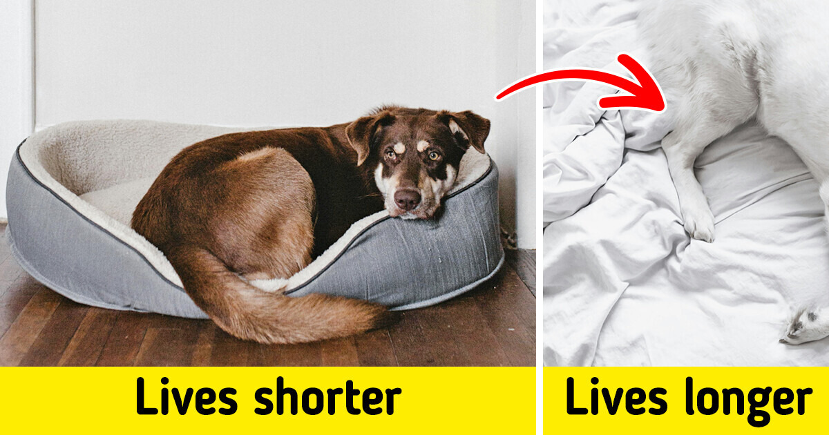 9 Easy Ways to Help Your Dog Live a Longer, Happier Life 9 Easy Ways to Help Your Dog Live a Longer, Happier Life