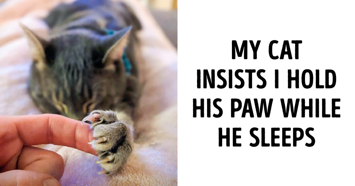 19 Photos That Prove Animals Can Have the Deepest Feelings Too