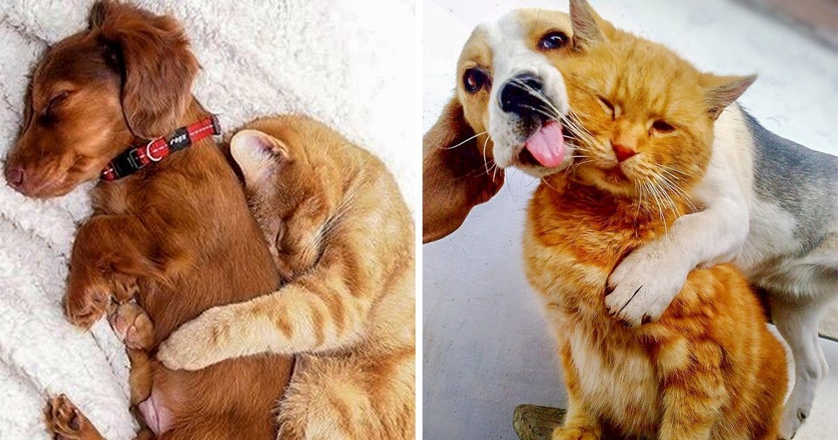 24 Cats Who Fell in Love With Dogs, and This Looks Like the Cutest Thing Ever 24 Cats Who Fell in Love With Dogs, and This Looks Like the Cutest Thing Ever