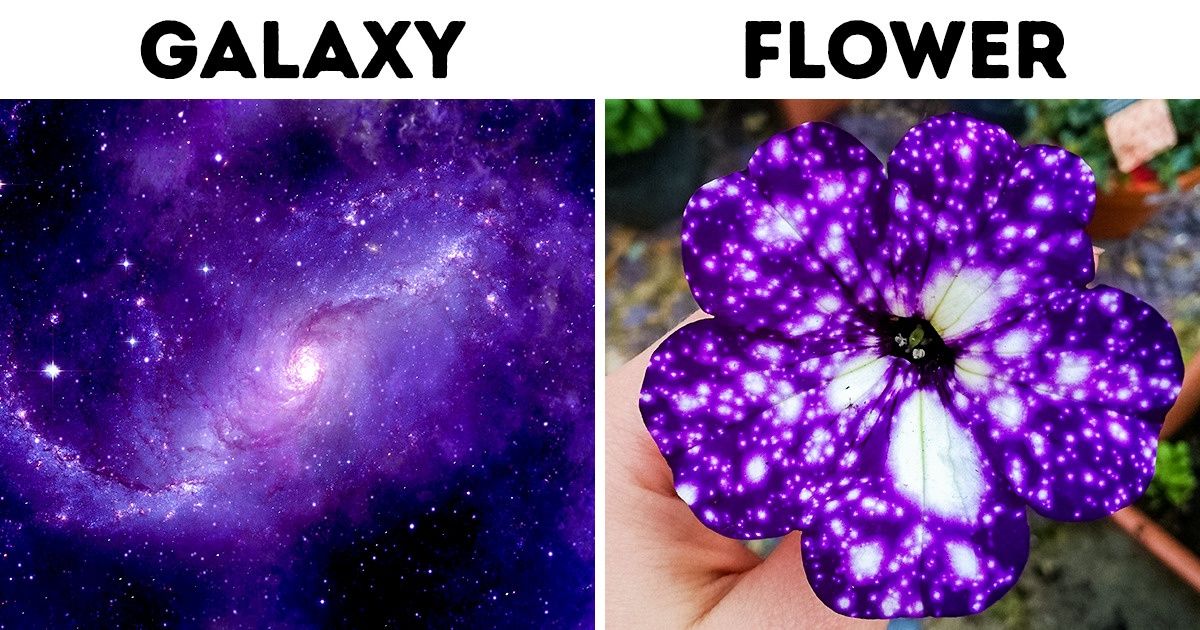 You Can Have Your Own Galaxy With These Starry Flowers