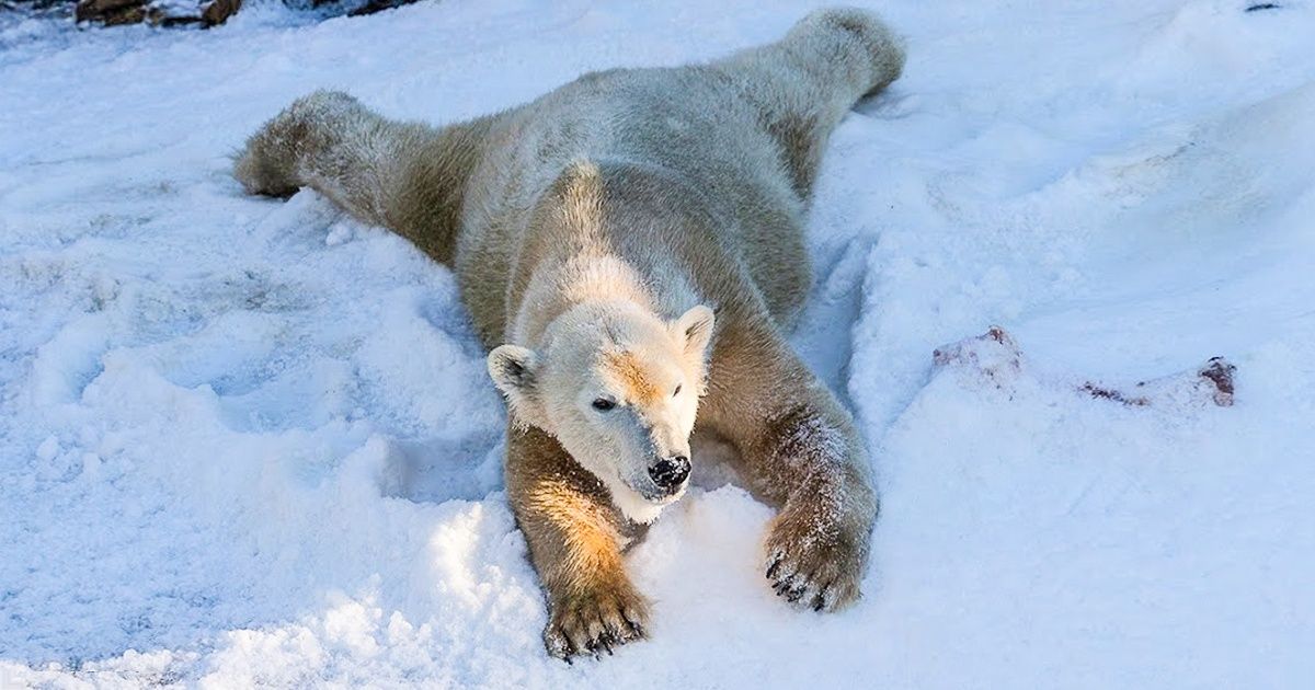 Polar Bears at the San Diego Zoo See Snow for the First Time, and Their Reaction Is Priceless Polar Bears at the San Diego Zoo See Snow for the First Time, and Their Reaction Is Priceless