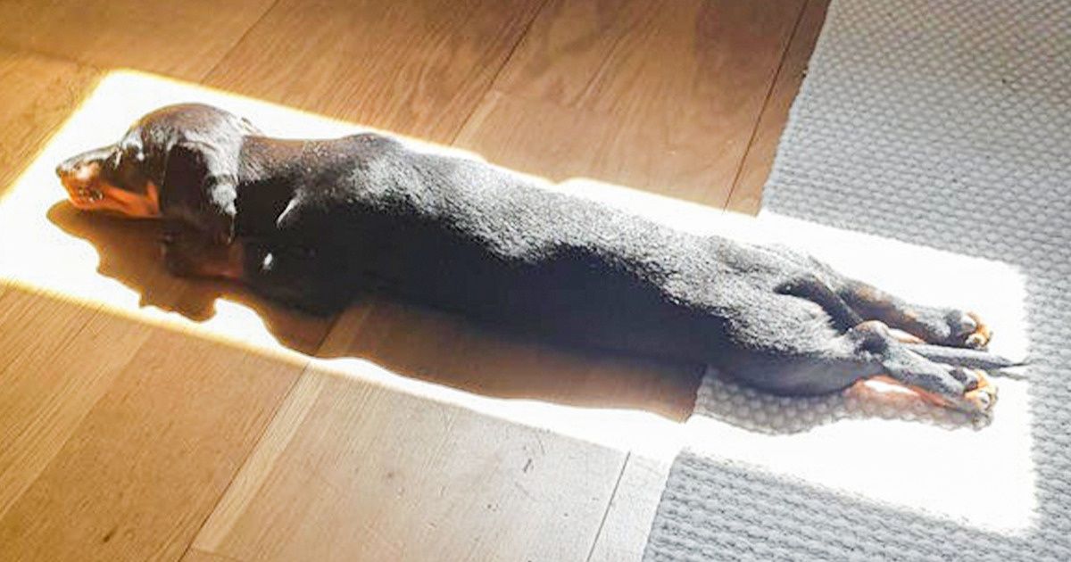 20+ Chillaxed Pets That Prove Sunbathing Is the Solution to Any Problem 20+ Chillaxed Pets That Prove Sunbathing Is the Solution to Any Problem