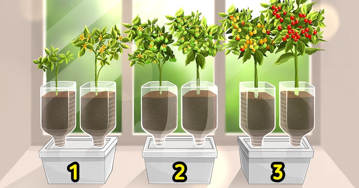 How to Grow a Garden on a Windowsill How to Grow a Garden on a Windowsill