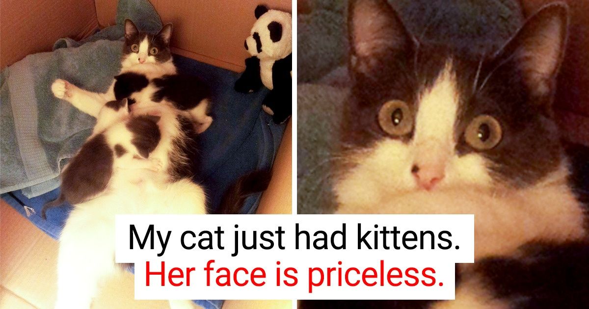 22 Animal Moms Sum Up What Motherhood Is All About / Bright Side