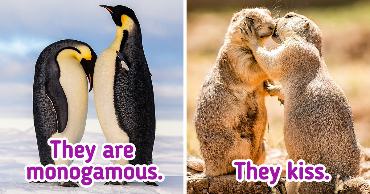 18 Fun Facts About Some of the Most Adorable and Curious Animals