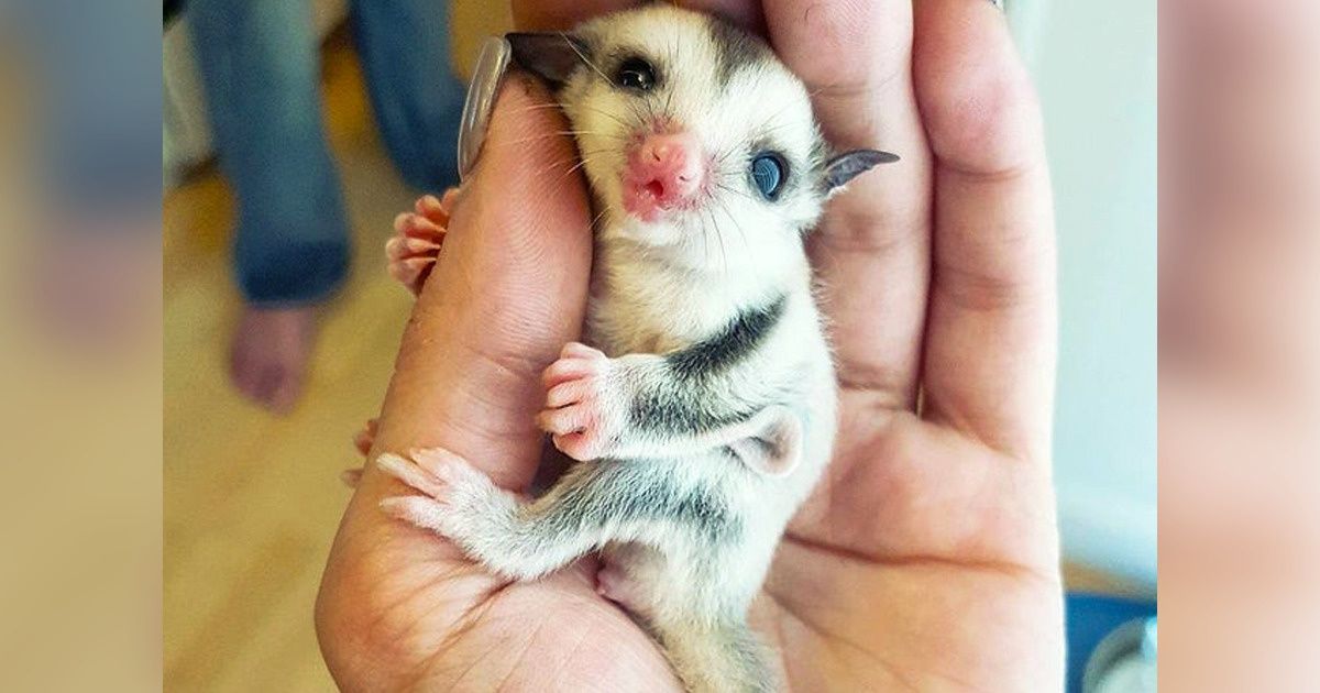 28 Real Creatures That Won the Genetic Lottery