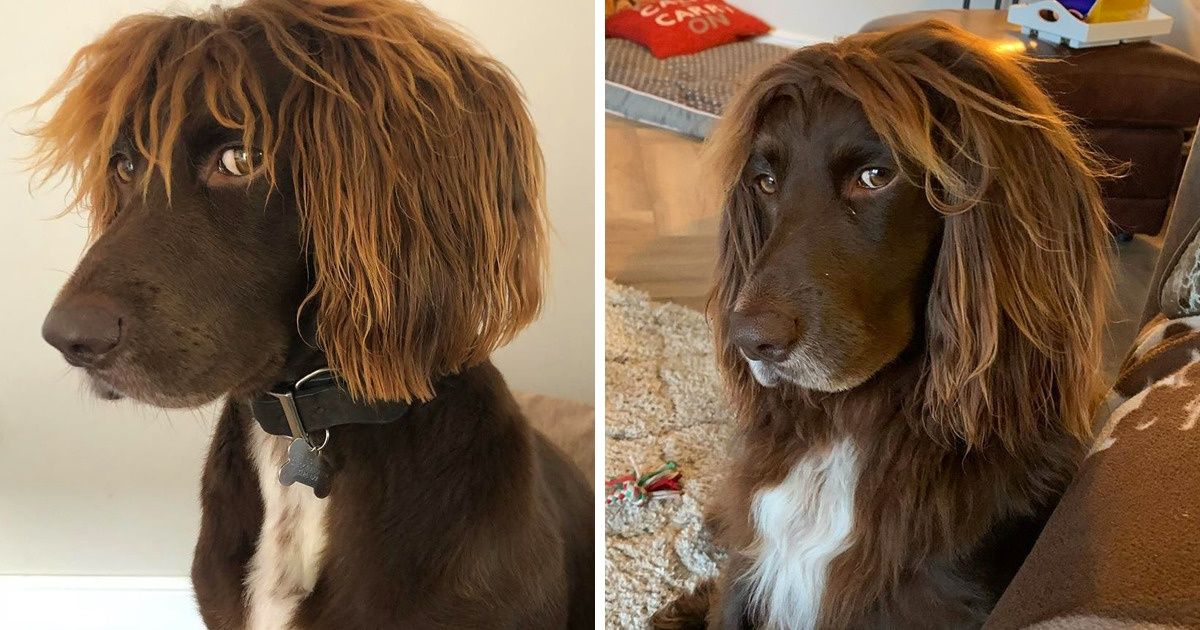 15 Animals Who Seem to Have Been Kissed Right on the Forehead by Mother Nature