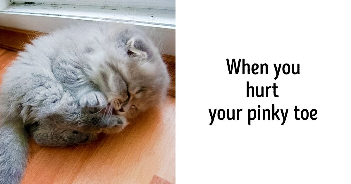 21 Cute Photos Proving Animals Are Furry Human Copies