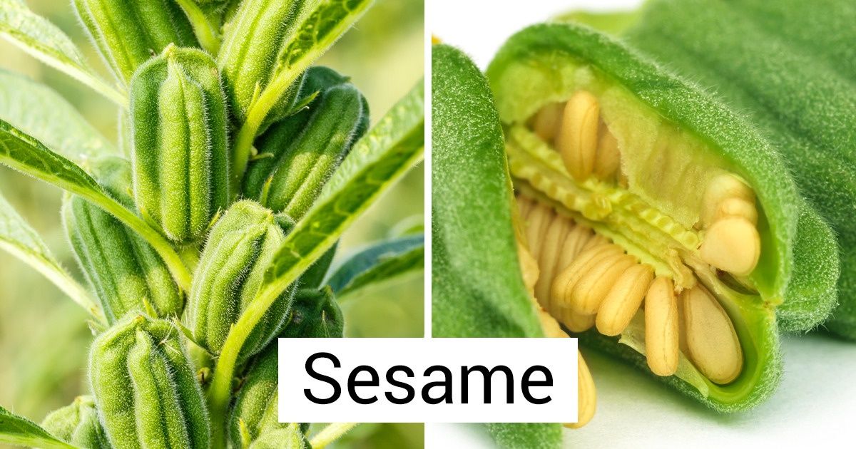 16 Popular Products That Grow Differently Than the Way We Imagined 16 Popular Products That Grow Differently Than the Way We Imagined