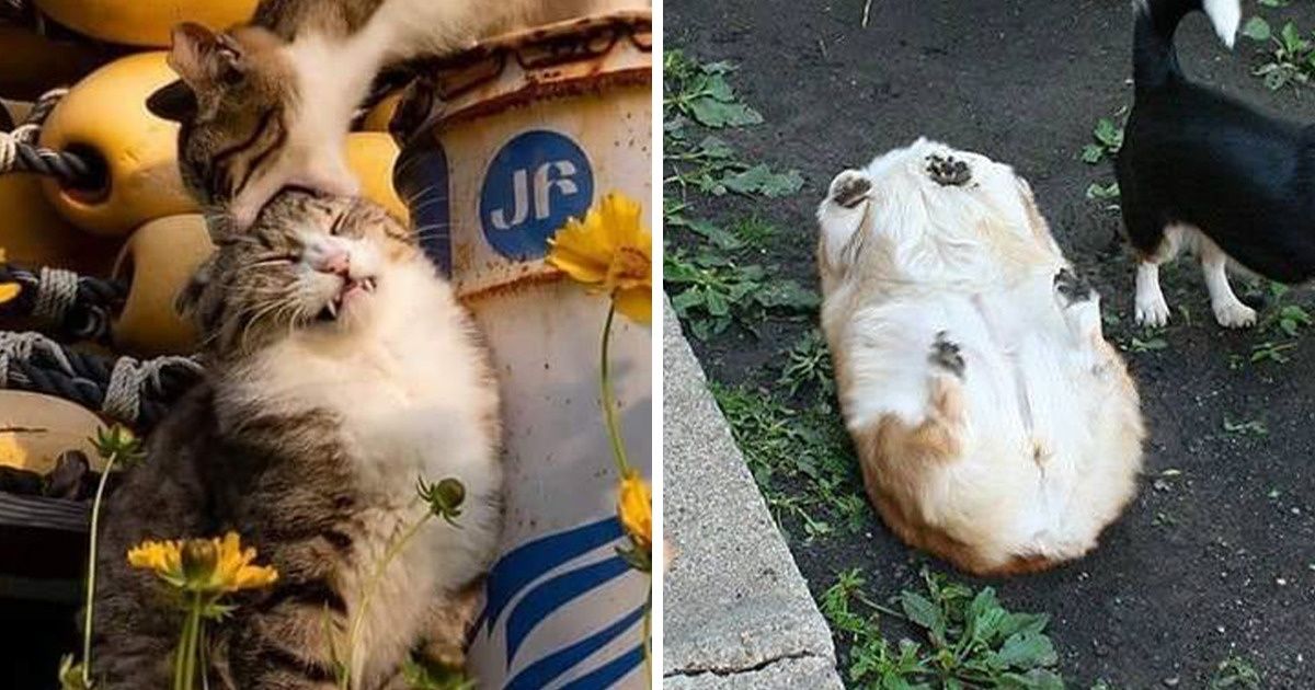 20 Pets Whose “Systems” Crashed Temporarily