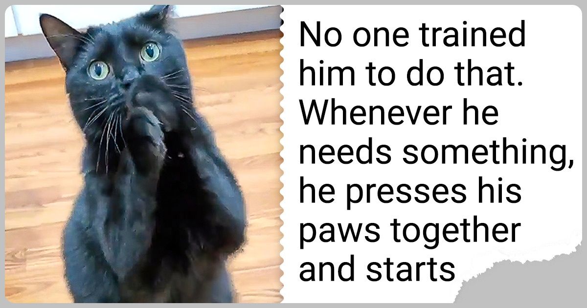 This Cat Learned to Beg in a Way That Melts People’s Hearts, and It’s Impawsible to Say “No” This Cat Learned to Beg in a Way That Melts People’s Hearts, and It’s Impawsible to Say “No”