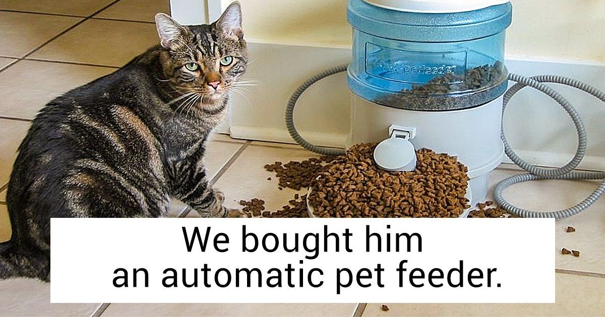 20 Cats That Let Us Know Who Actually Sets the House Rules