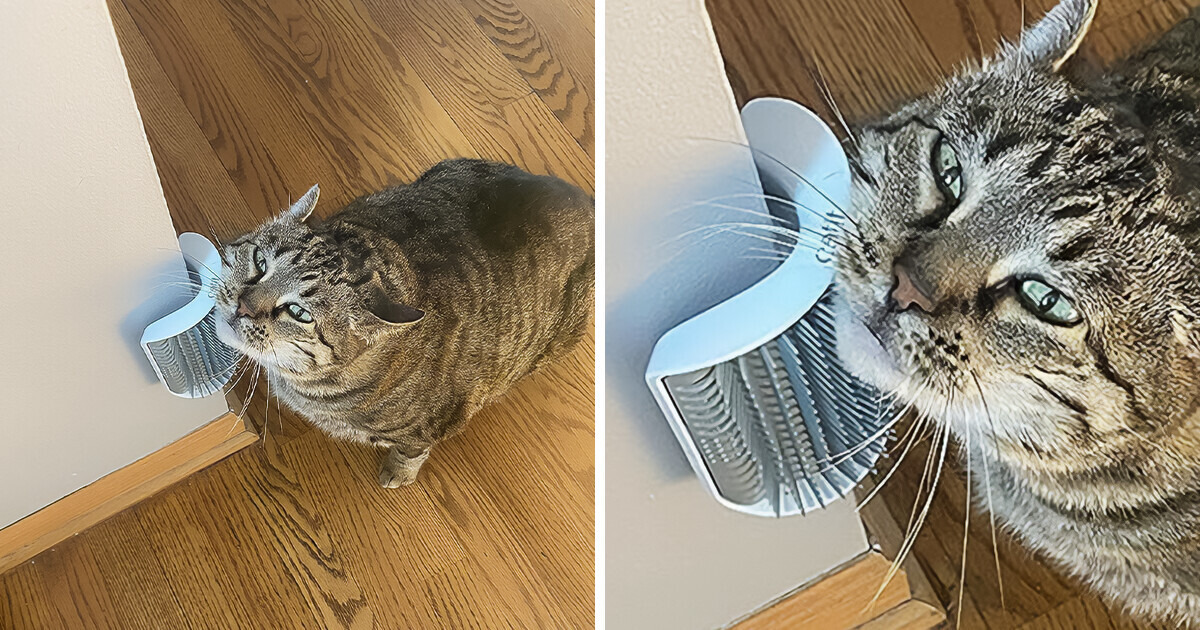 30 Regret-Proof Amazon Items You Shouldn’t Be Afraid to Buy on Impulse 30 Regret-Proof Amazon Items You Shouldn’t Be Afraid to Buy on Impulse