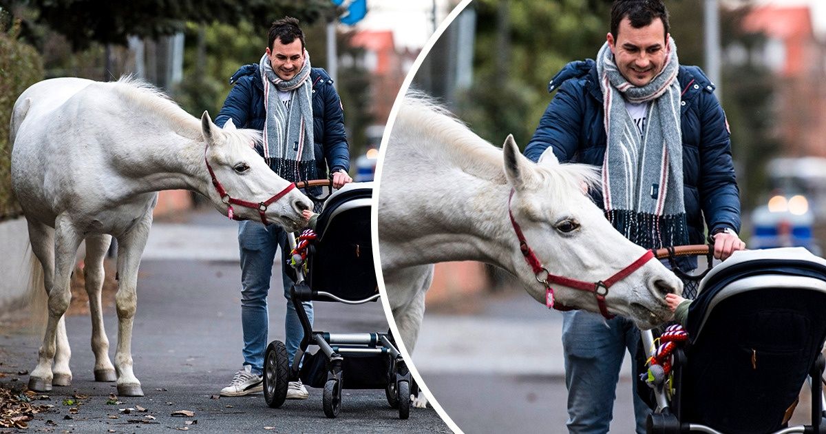 A Horse Takes a Daily Stroll Around Frankfurt and Brings Joy to Its Citizens