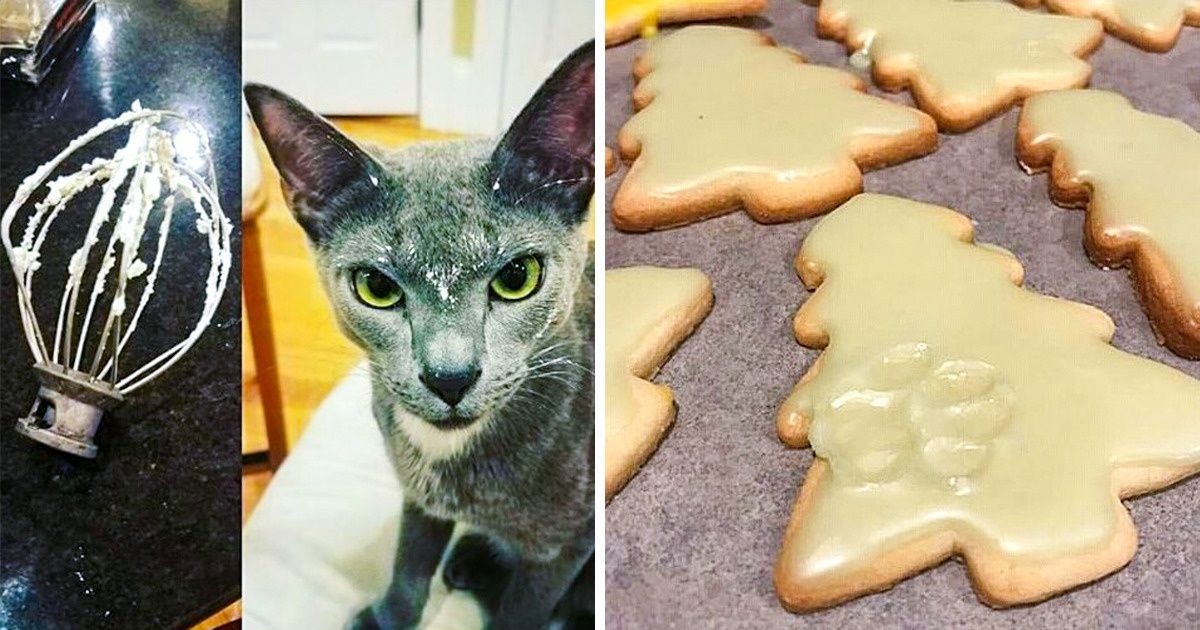 23 Cats Who Committed “Awful” Crimes and Were Hilariously Shamed for It