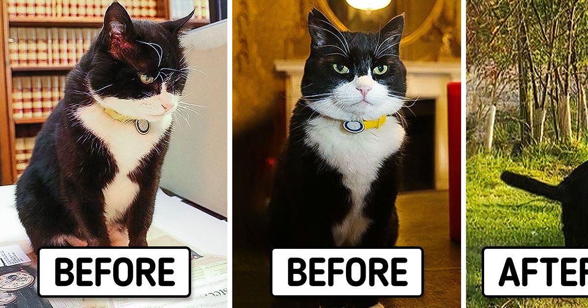 Palmerston, One of the UK’s Chief Mousers, Makes a Super-Hard Life Decision and Gets Support From Everyone
