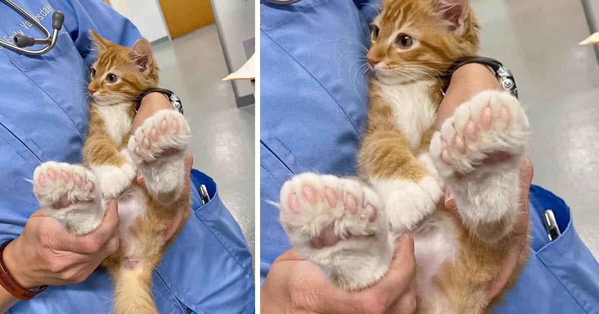 15+ Pets With Features That Made Them Look Special