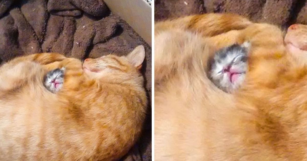 19 Pets Who Can Push Your Happy Button Right Away