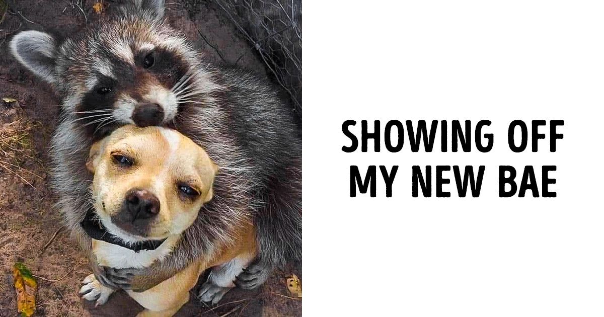 15+ Animals That Started to Act So Human, We Couldn’t Unsee the Similarity
