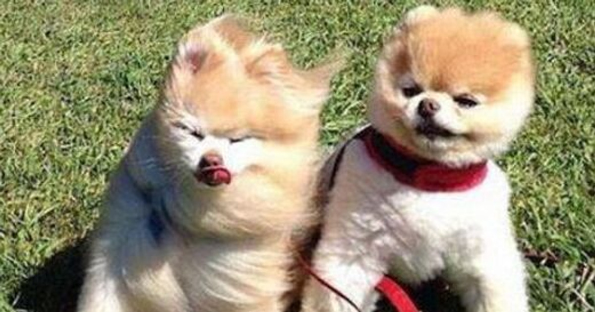 10+ Pics Proving That the Wind Has a Sense of Humor