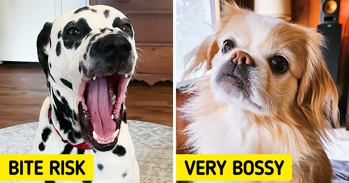 8 Dog Breeds to Avoid If You Have Small Kids 8 Dog Breeds to Avoid If You Have Small Kids
