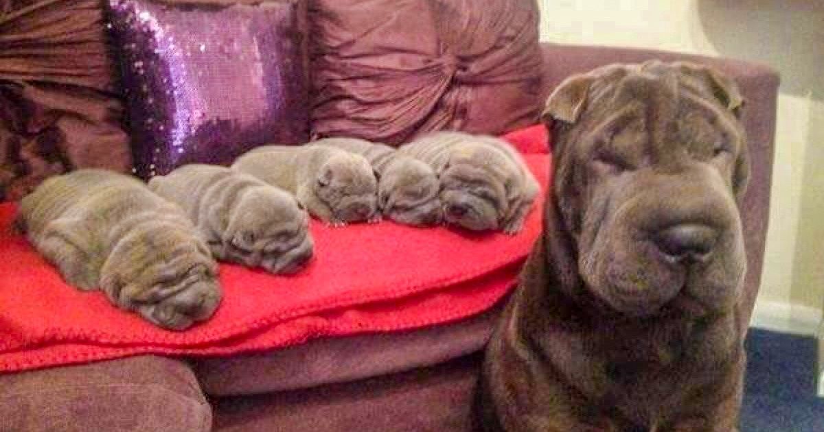 23 Adorable Dogs That Turn Our Hearts to Mush