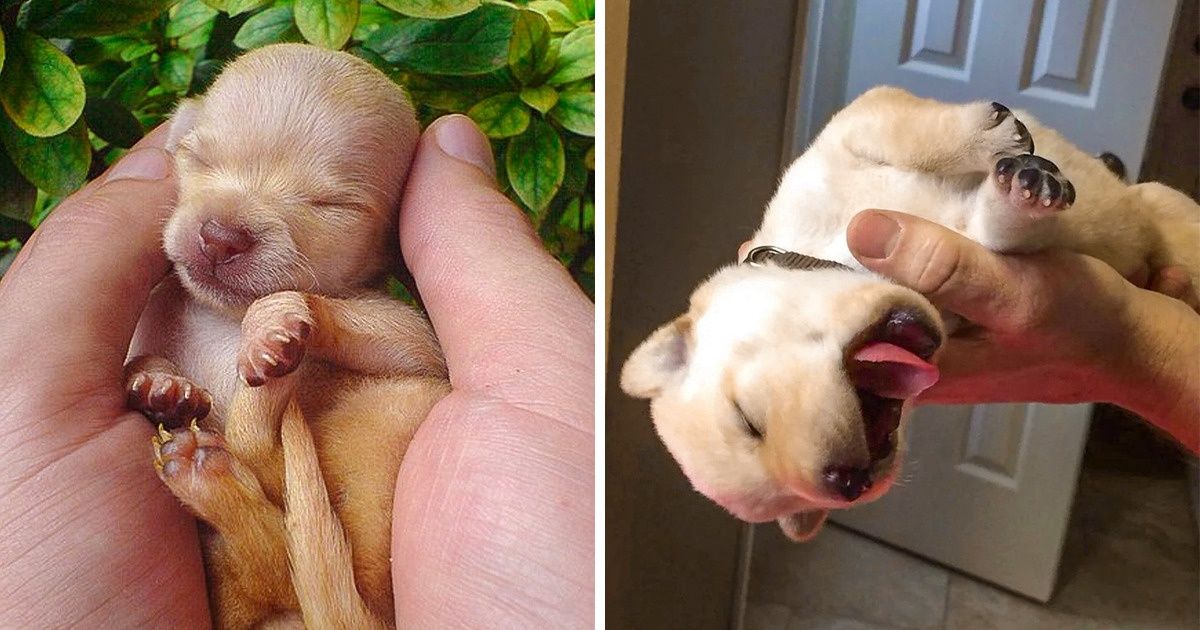 20+ Puppies That Will Fill Your Heart With Love Faster Than You Can Say “Woof!” 20+ Puppies That Will Fill Your Heart With Love Faster Than You Can Say “Woof!”