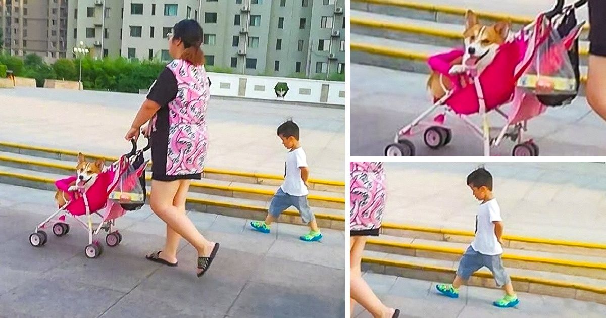 20 Times Pet Owners Went Way Too Far