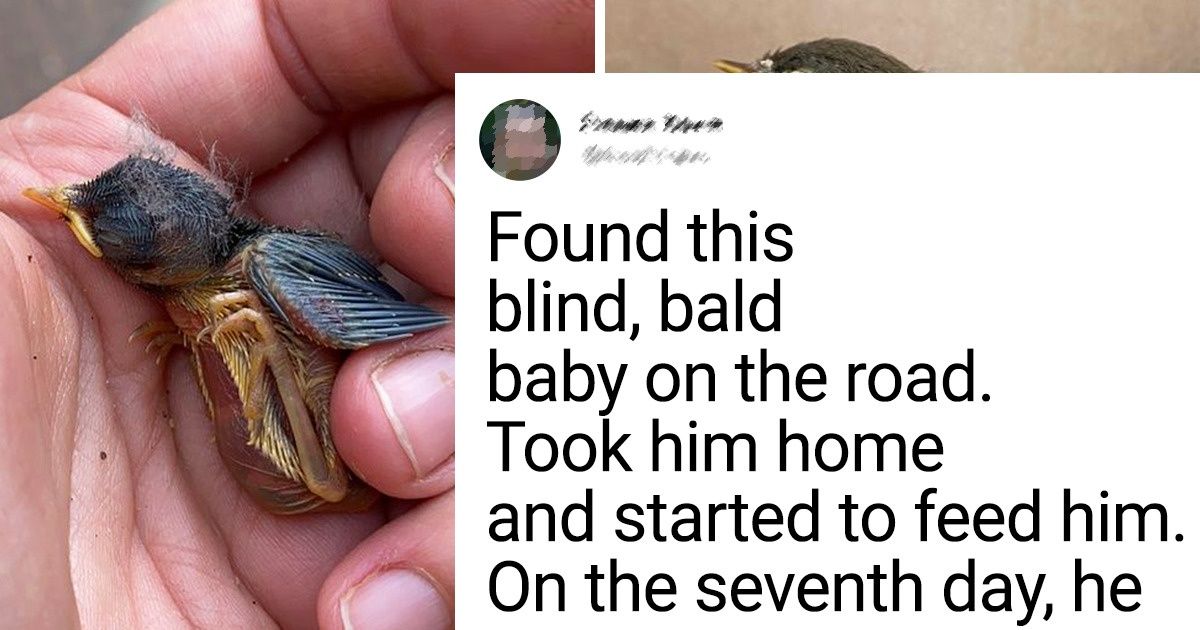 20+ Wild Animals That Were Saved by People and Became Their Best Friends