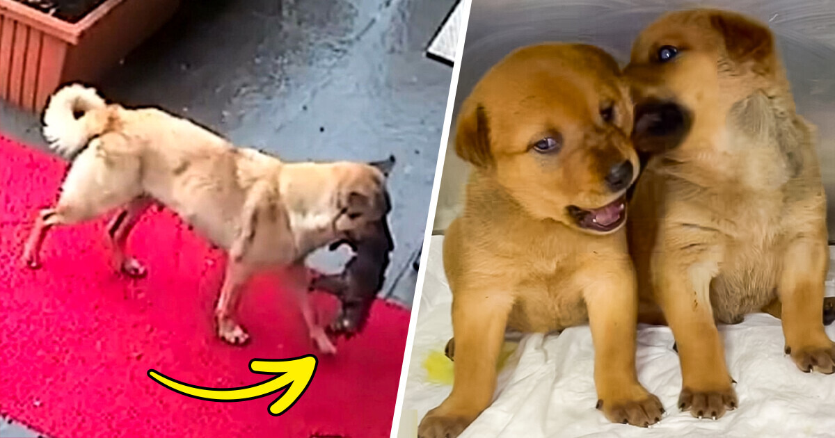 A Video of a Stray Dog Bringing Her Sick Puppy to the Vet Went Viral, and We Can't Hold Back Our Tears