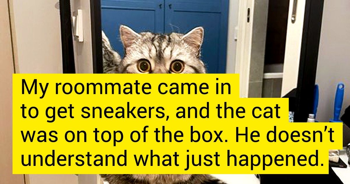 18 Cunning Pets That Are Incredibly Skillful at Making a Sad Face