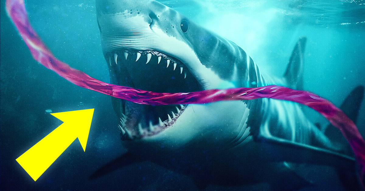 Why Sharks Attack Undersea Internet Cables Why Sharks Attack Undersea Internet Cables