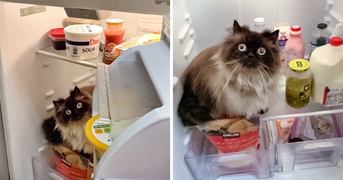 15+ Photos That Prove Living With Cats Is an Adventure of Love and Fun 15+ Photos That Prove Living With Cats Is an Adventure of Love and Fun