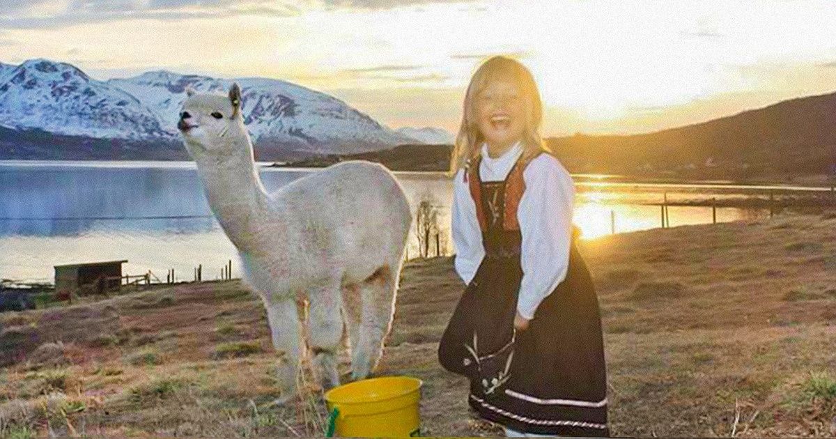 30+ Happy Alpacas That Are Sweeter Than Baby Yoda