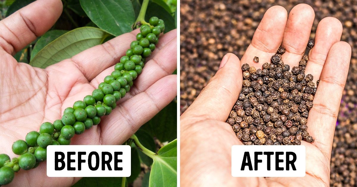 What Your Favorite Spices Look Like Before They Make It to the Grocery Store